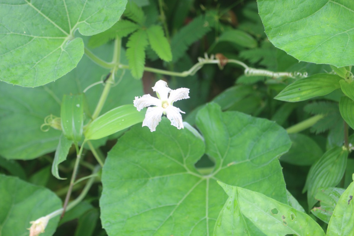 Lagenaria siceraria (Molina) Standl.